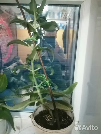 Каланхоэ лечебное