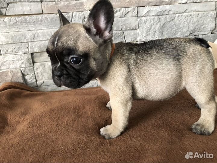 Французский бульдог