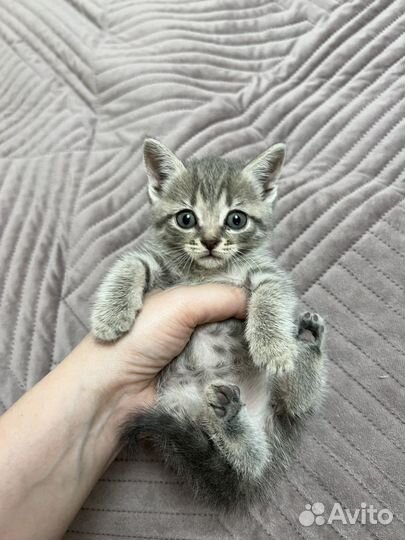 Котята