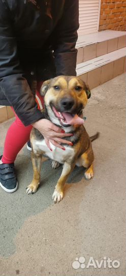 Собака в добрые руки