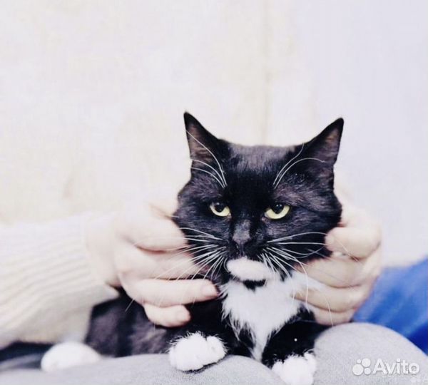 Кошки в добрые руки