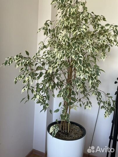 Фикус бенджамина большой
