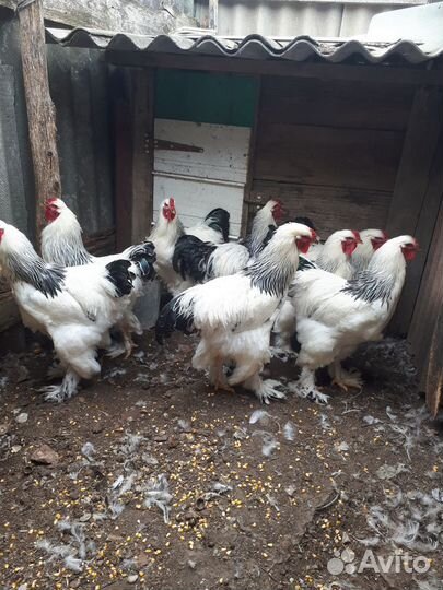 Петухи Брама