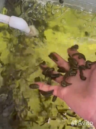 Пиявки медицинские, восточные