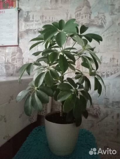 Комнатные цветы
