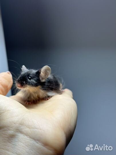 Декоративные мыши кудрявые тексели, тан, сатиновые