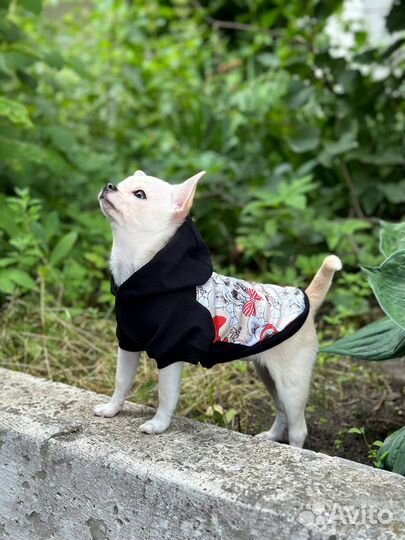 Футболка для собак