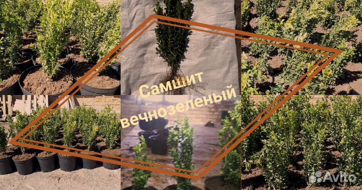 Самшит вечнозелёный