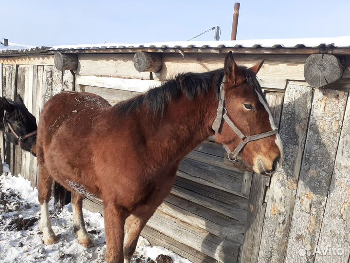 Продажа орловских лошадей