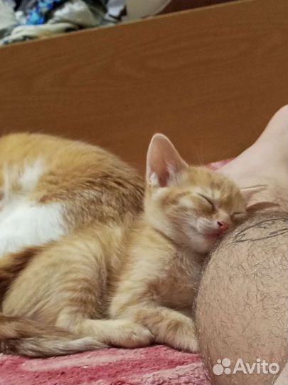 Рыжий котенок мальчик