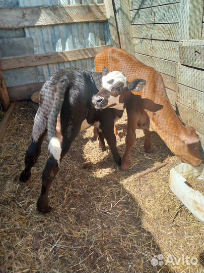 Телята; бычёк и тёлочка