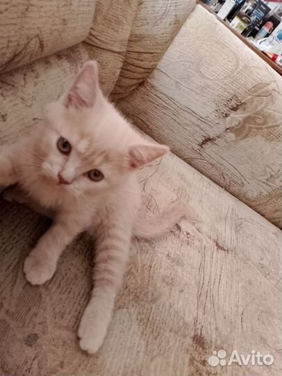 Кремовый котенок