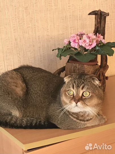 Вислоухий кот на вязку