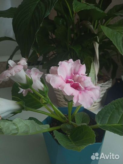 Глоксиния махровая