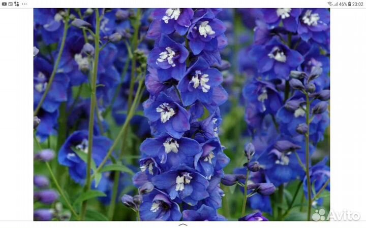 Рассада дельфиниума