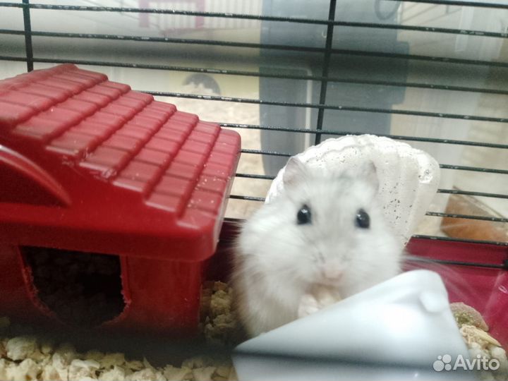 Джунгарский хомяк бесплатно