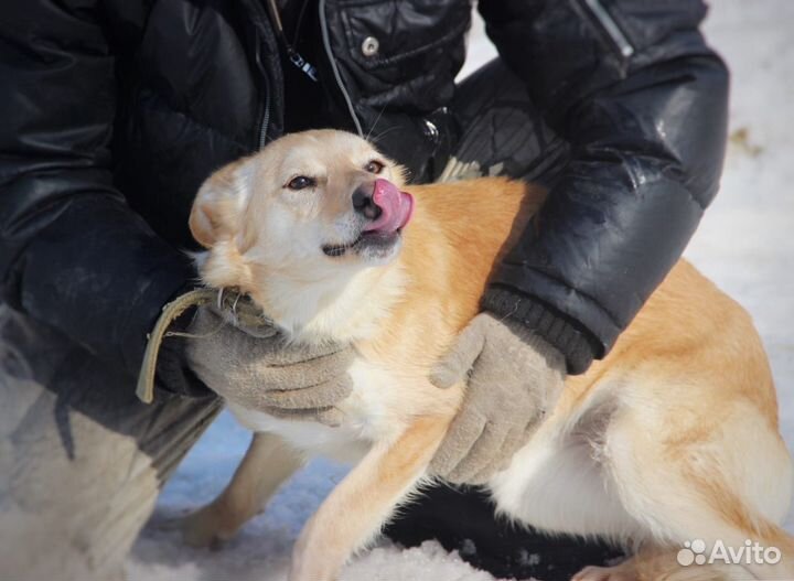 В добрые руки