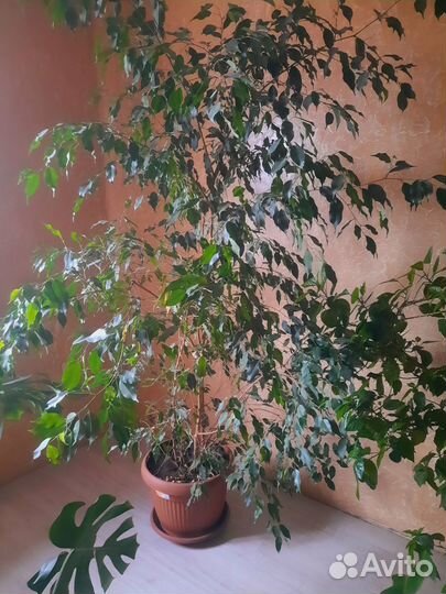 Фикус бенджамина