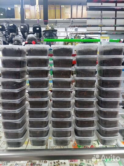 Червь живой, круглосуточно