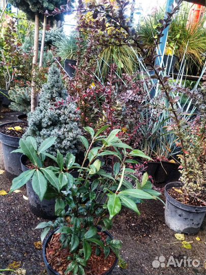 Бересклет крылатый