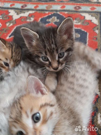 Бенгальские котята
