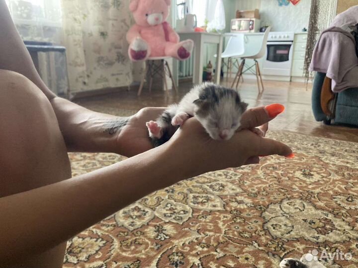 Котята в добрые руки
