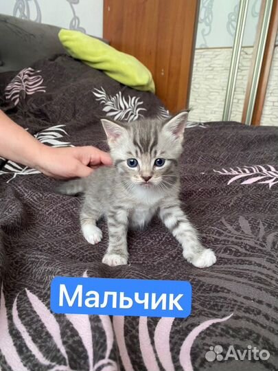 Котята мейн-кун