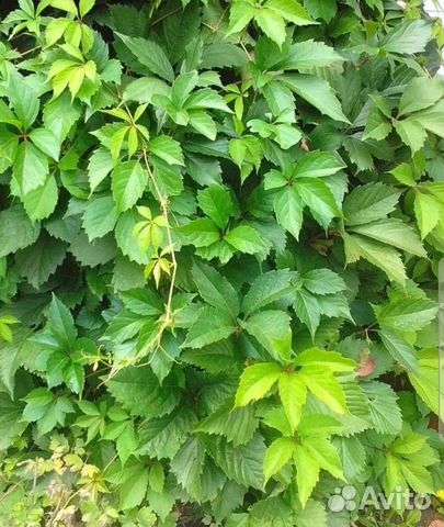 Саженцы девичий виноград