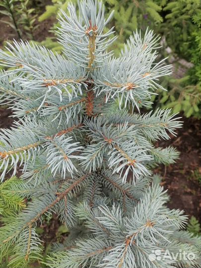 Ёлочки разного размера