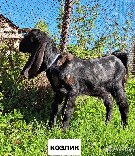 Козлята камори