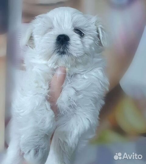 Щенки Мальтезе