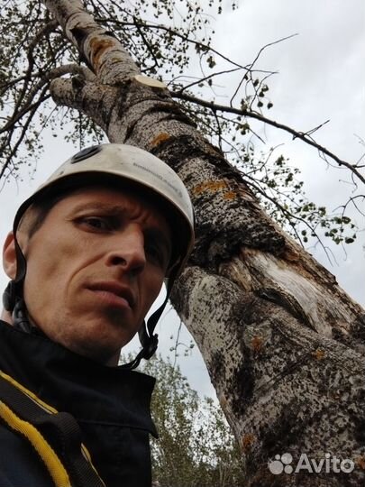 Спил, удаление деревьев по частям, удаление пней