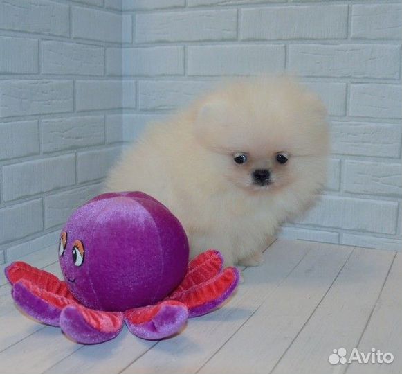 Померанский шпиц,кукольные щенки с документами