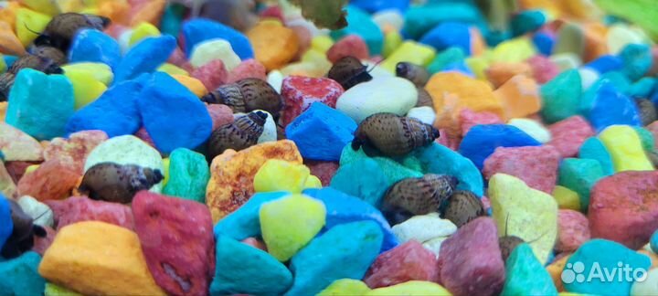 Улитки мелании