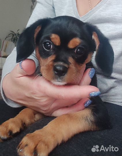 Щенок метис