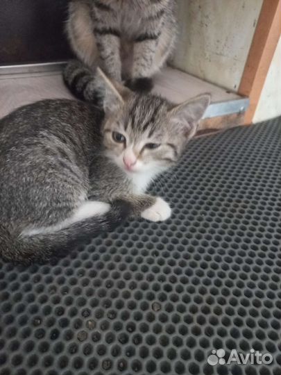 Отдам котят