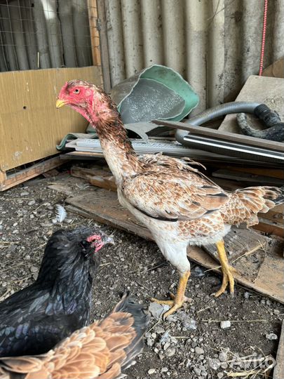 Бойцовые куры