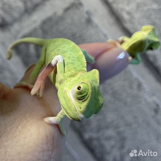 Йеменский хамелеон pied