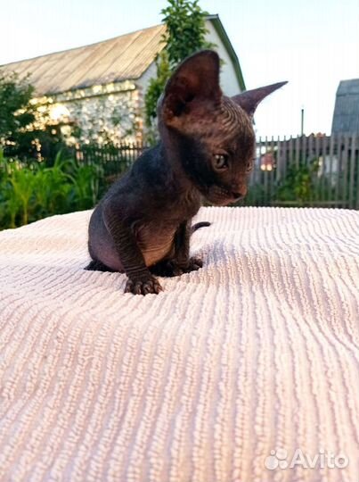 Канадский сфинкс котенок