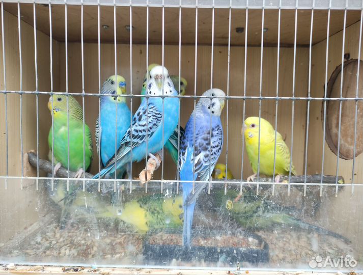 Попугайчики