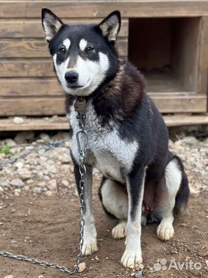 Собака Тайна