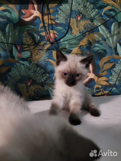 Сиамские котята