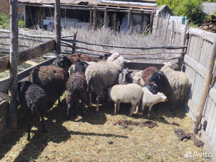 Продаю овцы и бараны
