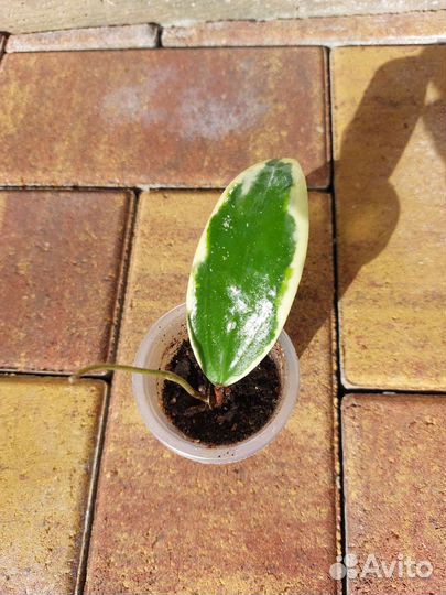 Хойя почтой