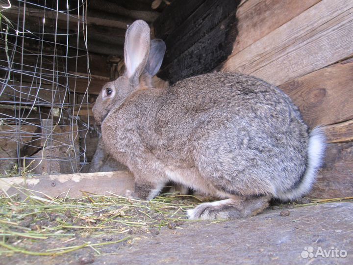 Кролики серые великаны и серебро