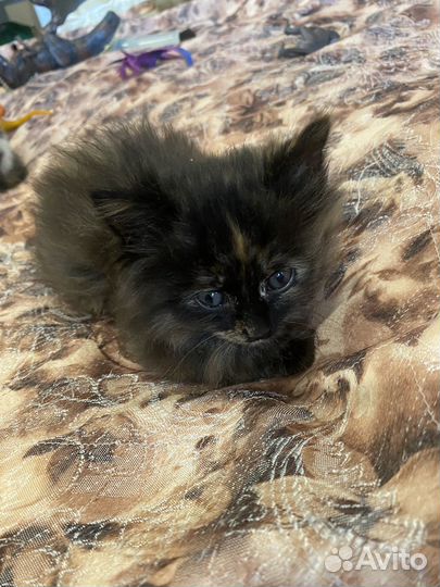 Кошка,котята пушистые,трехцветные