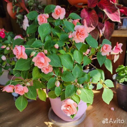 Бальзамин махровый