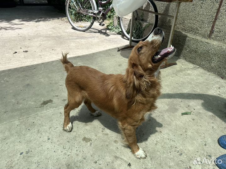 Русский спаниель