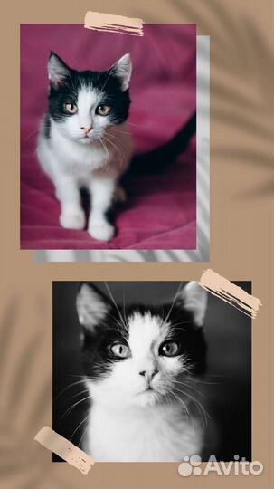 Очень ласковый котенок