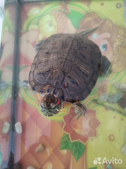 Отдам черепаху с аквариумом